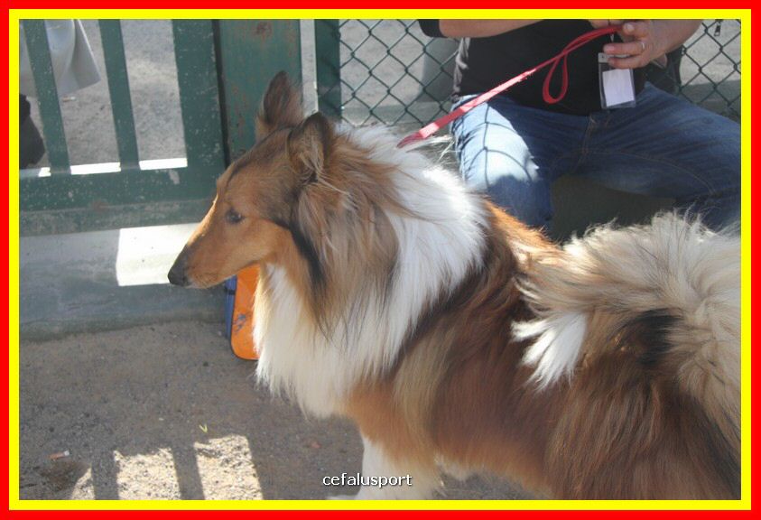 180311 mostra_canina 024.jpg